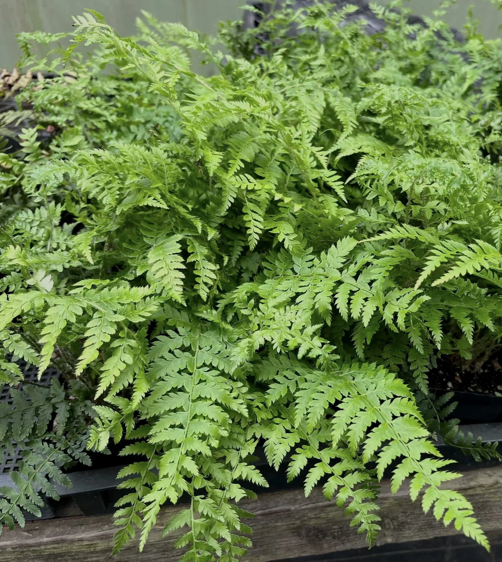 Polystichum%2Bbraunii%2Bnew%2B%25283%2529.jpg