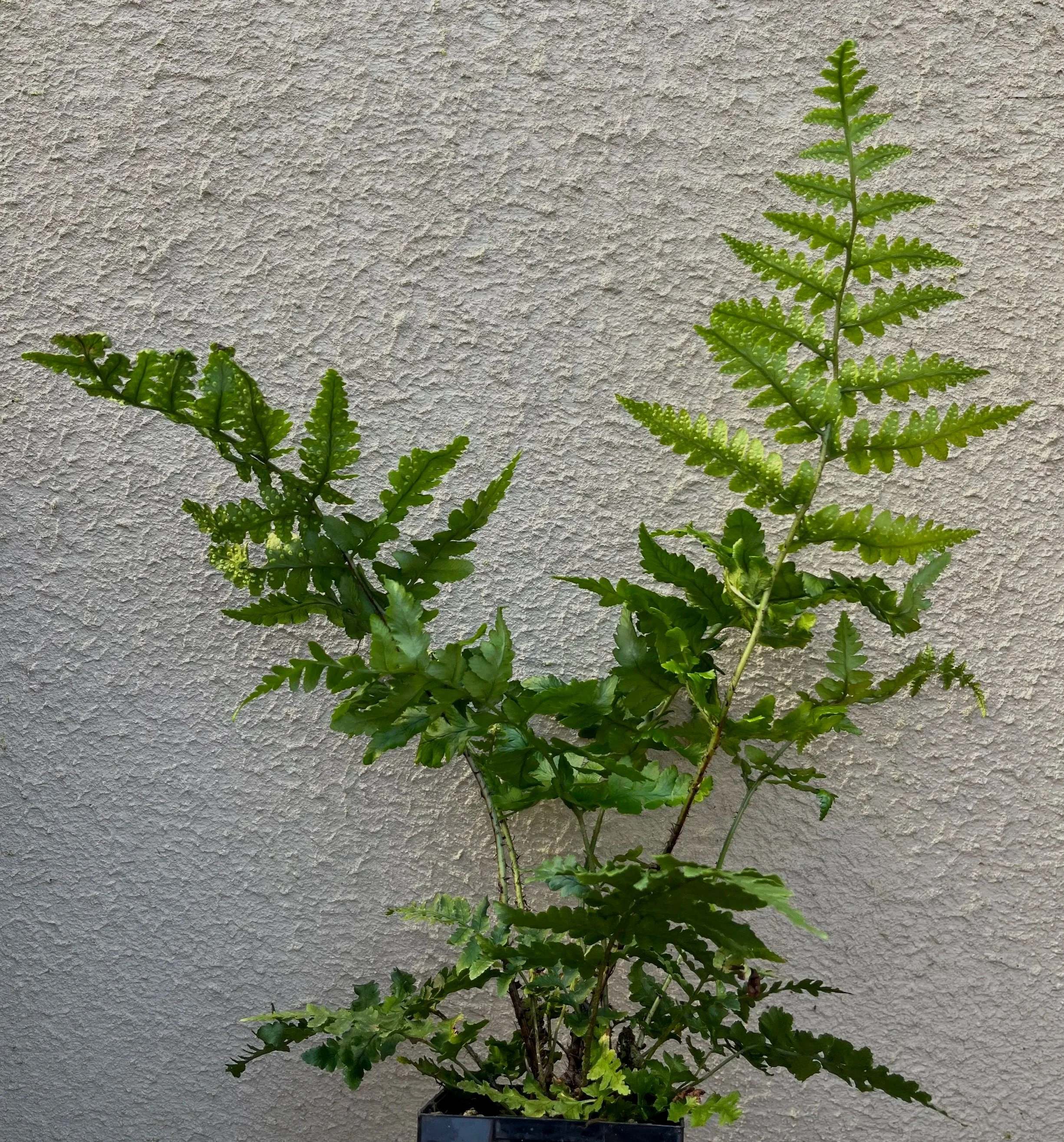 Dryopteris%2Bpulcherrima%2B%25282%2529.jpg