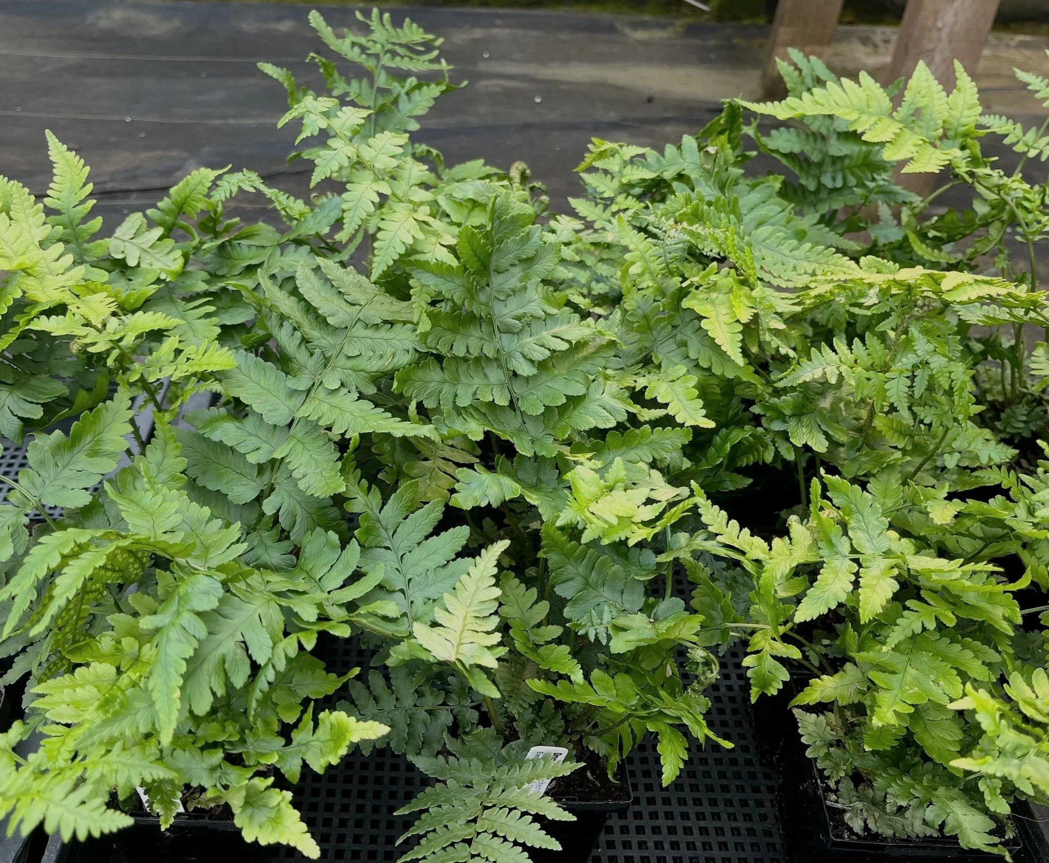 Dryopteris%2Bpulcherrima%2B%25281%2529.jpg