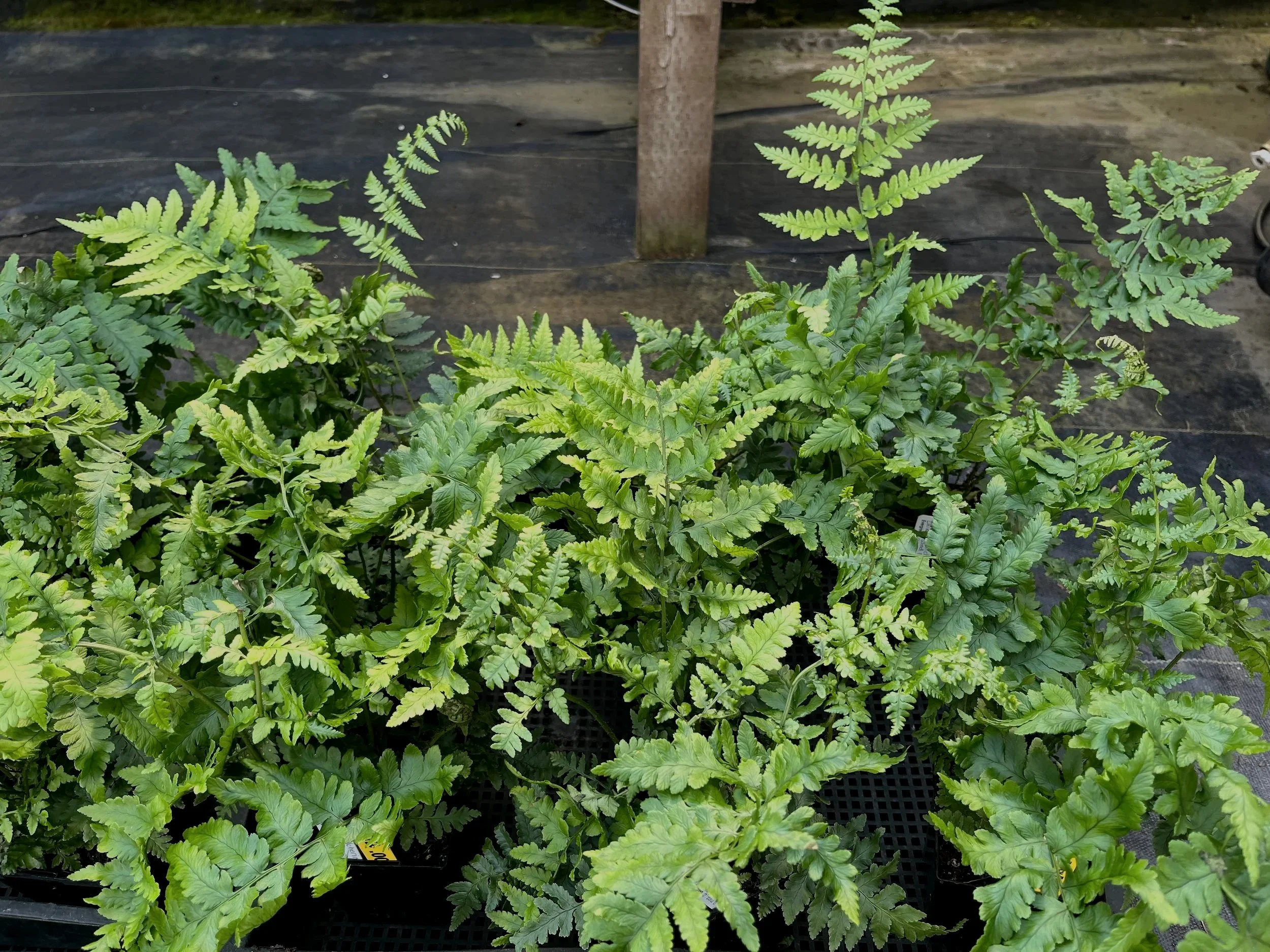 Dryopteris+pulcherrima+%284%29.jpg