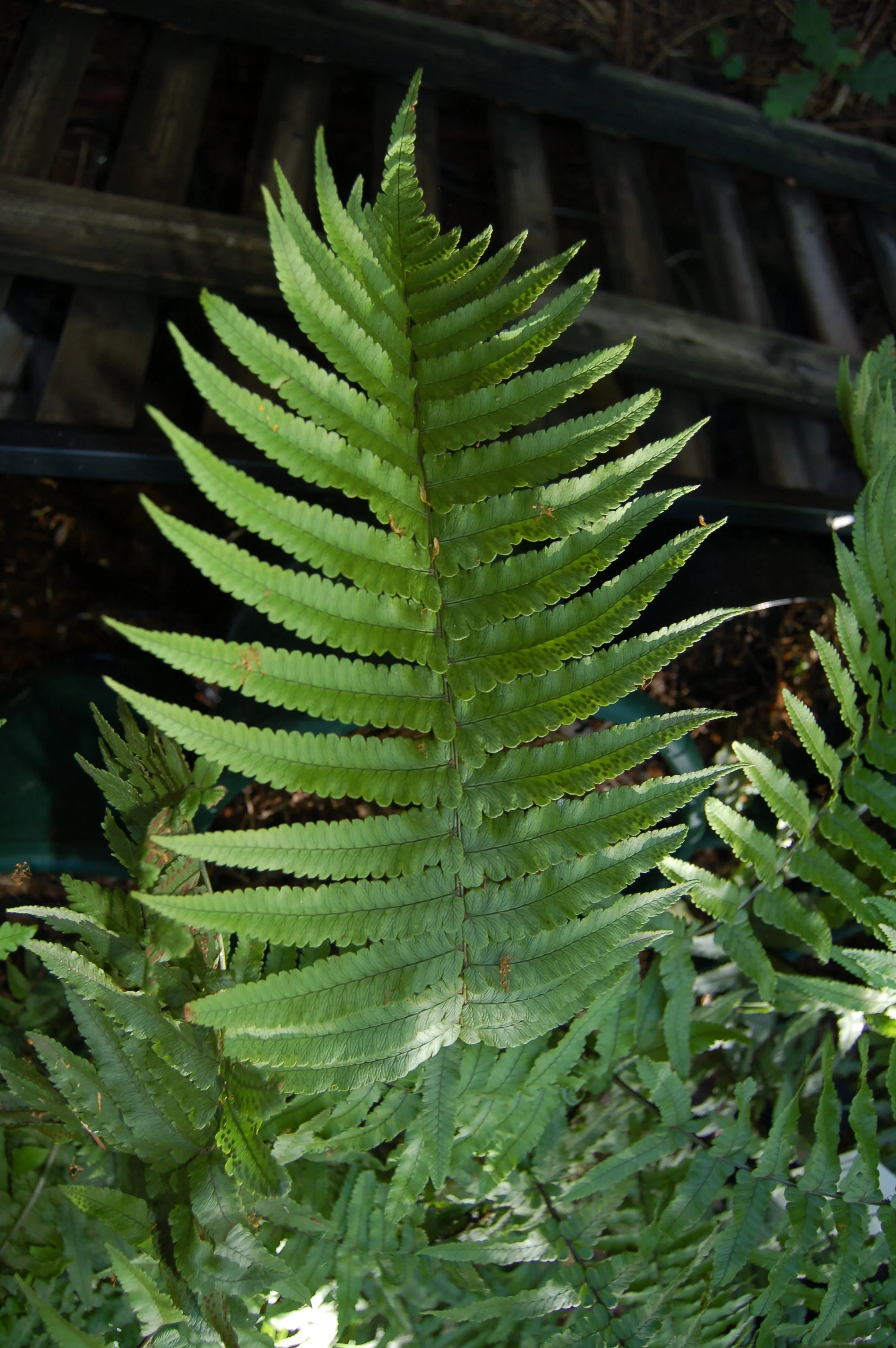 Dryopteris cycadina