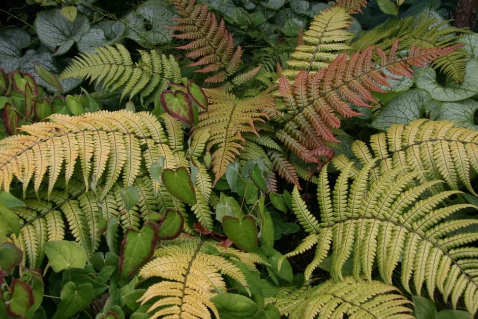 Dryopteris_lepidopoda_color.JPG