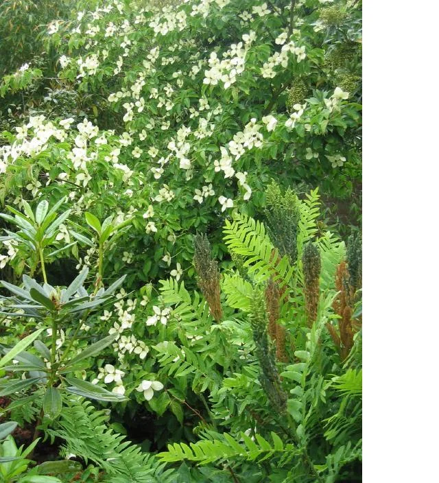 Osmunda_regalis_var_regalis_wCornus.JPG