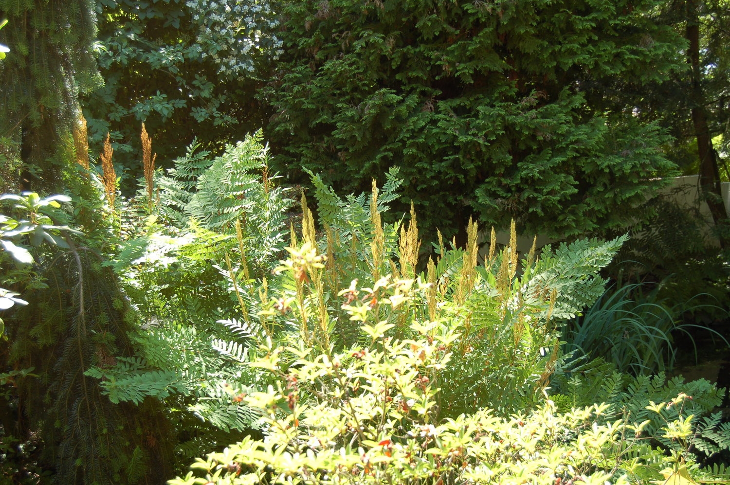 Os reg spec gold sporangia.JPG