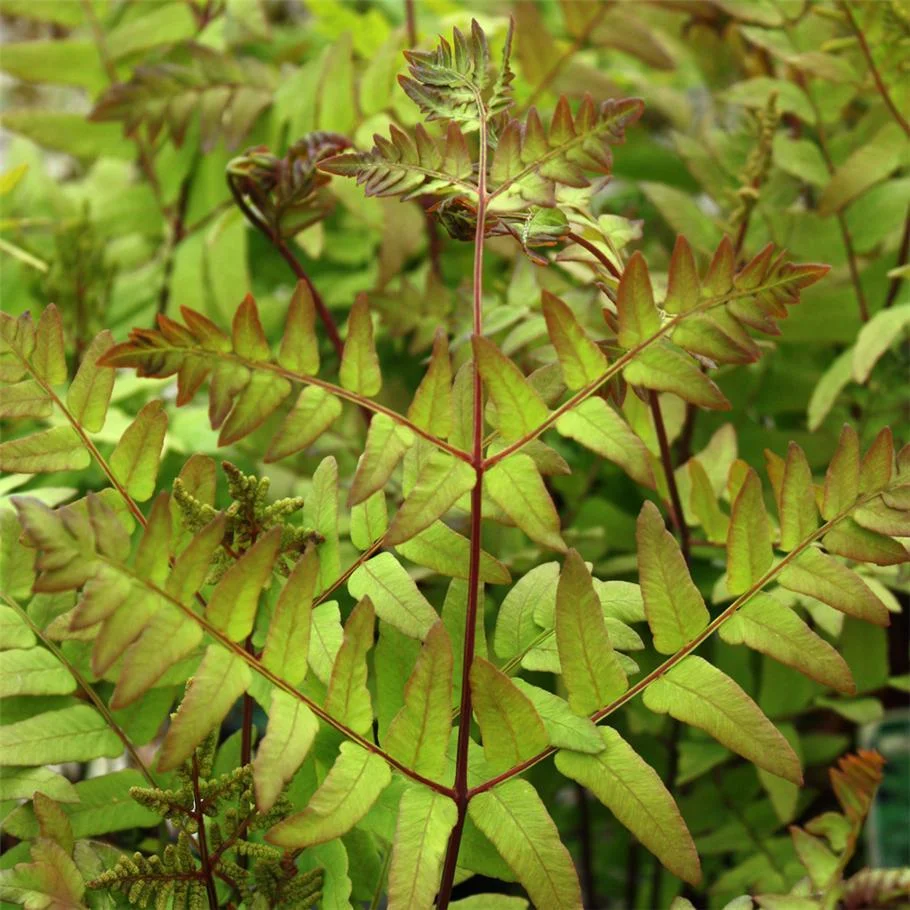 Osmunda regalis variety regalis 'Purparescens'