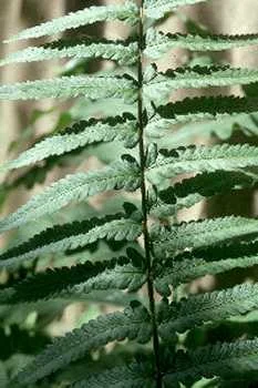 Dryopteris tokyoensis