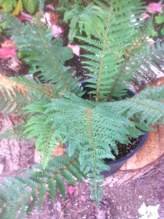 Polystichum setiferum3.jpeg