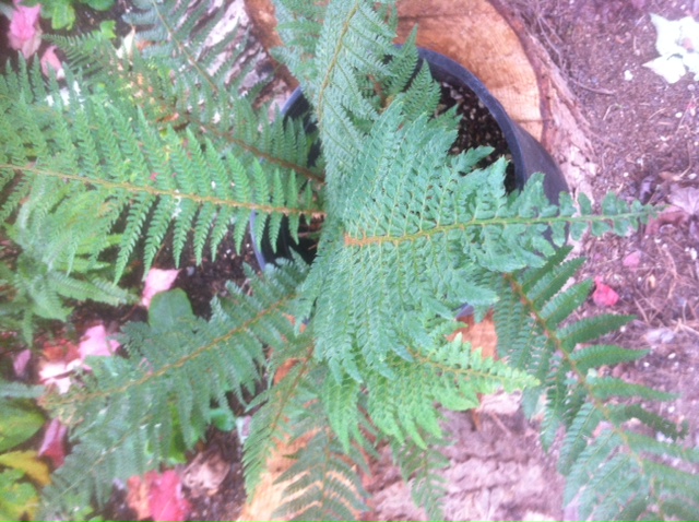 Polystichum setiferum3.jpeg