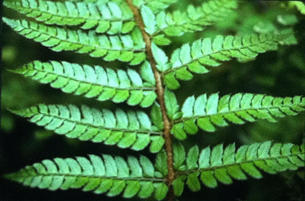 Polystichum makinoi