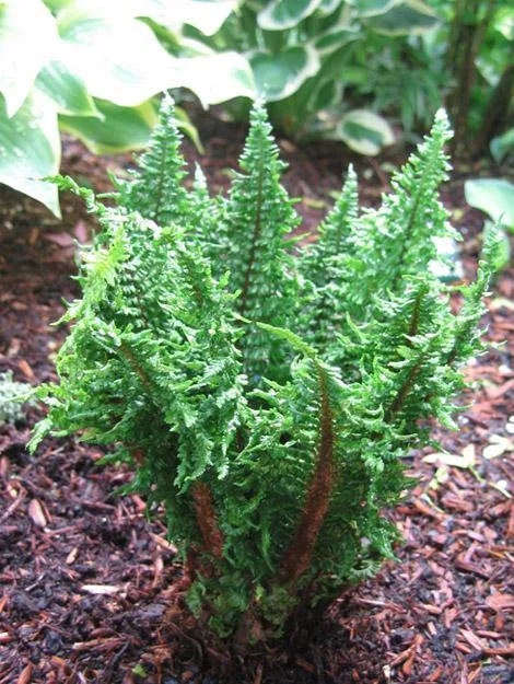 Dwarf Crisped Golden-scaled Male Fern (Dryopteris affinis 'Crispa  Gracilis')  Fancy Fronds Nursery