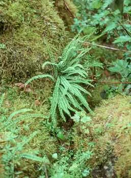Asplenium trichomanes.jpg