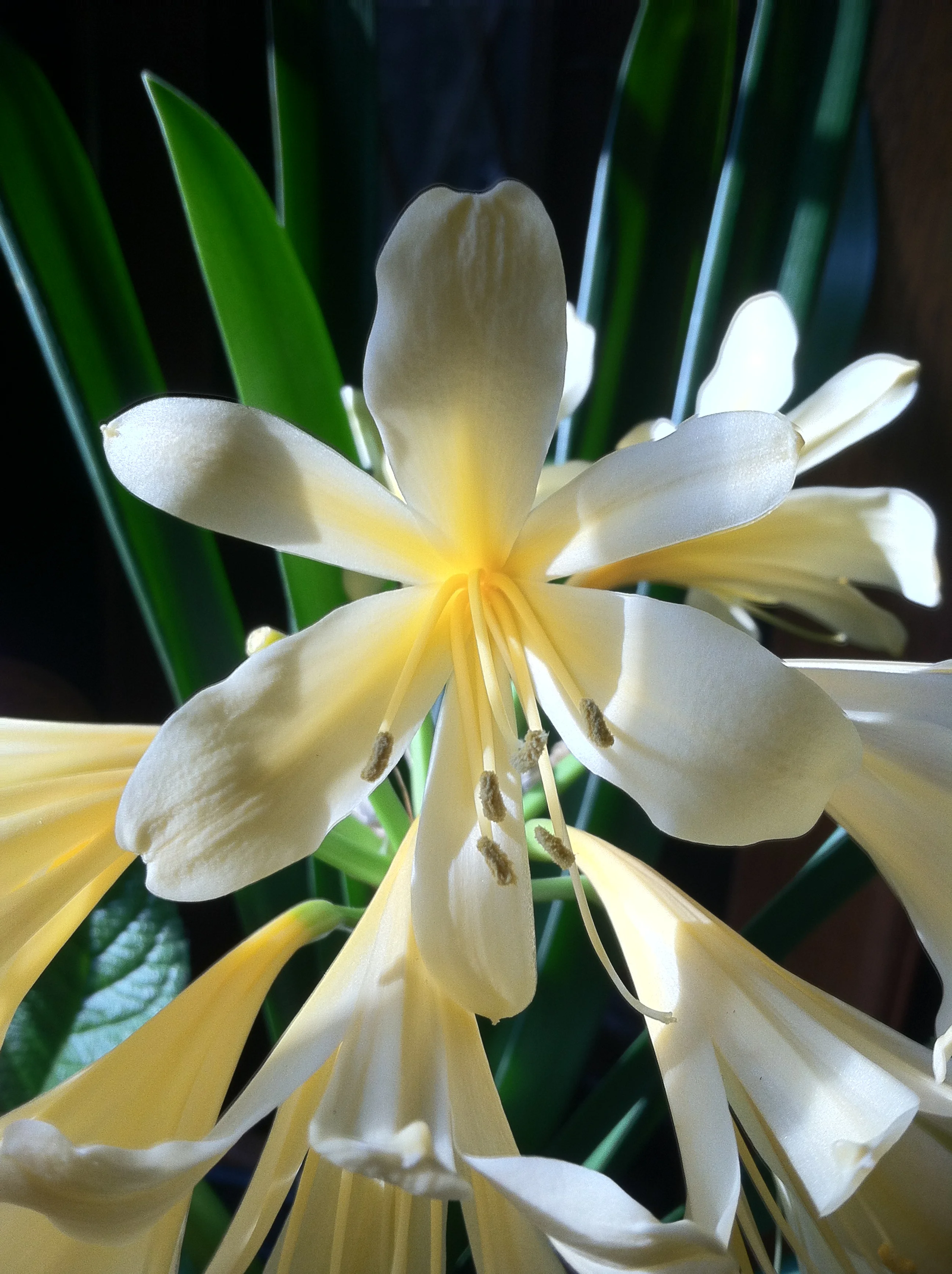 One of our yellow clivias decided to bloom this year!