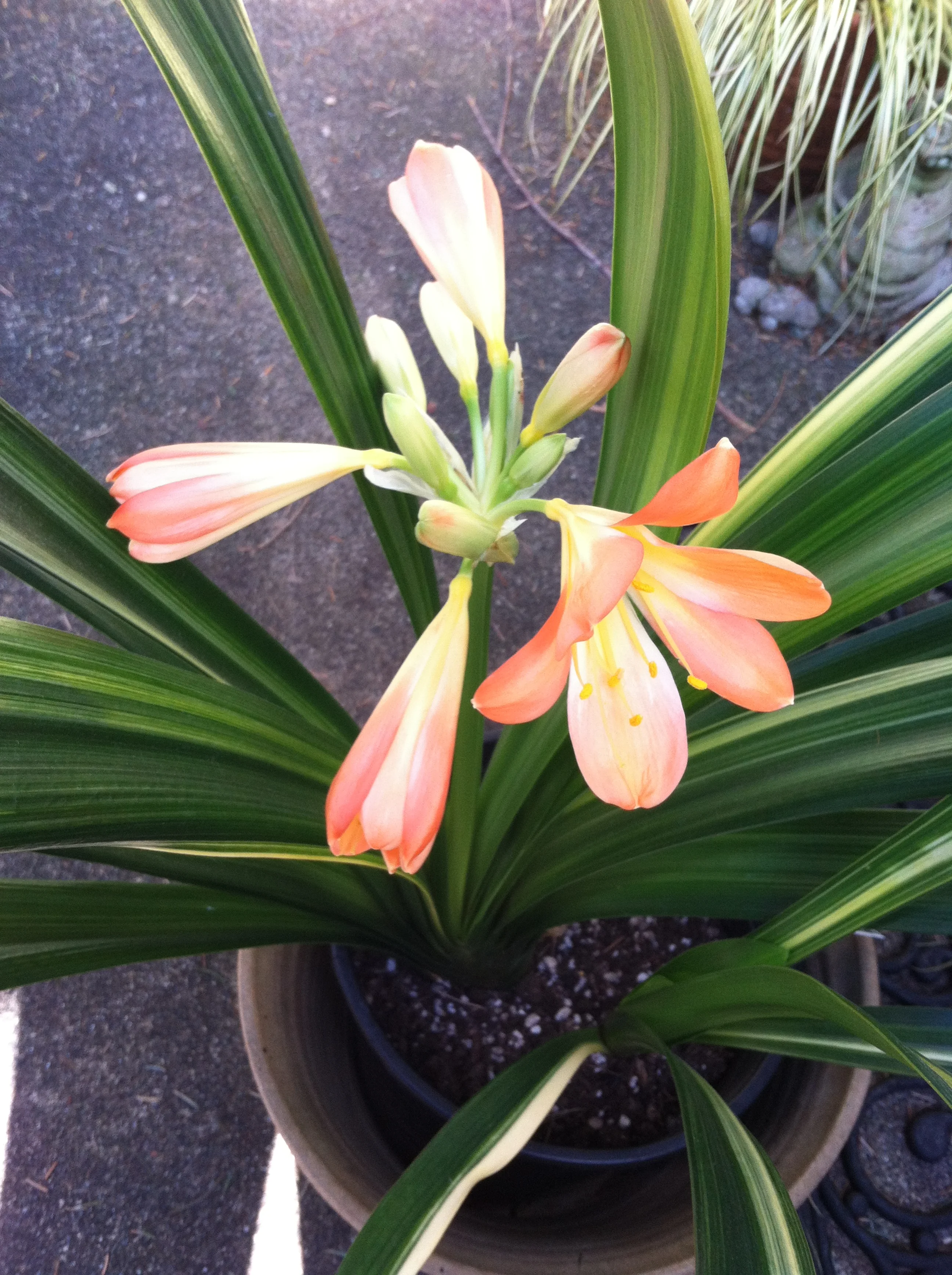 Our variegated clivia is orange!