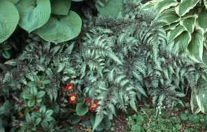 Athyrium niponicum 'Pictum'.jpg