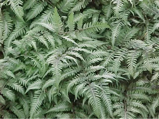 Athyrium niponicum 'Pic tum' typical.jpg