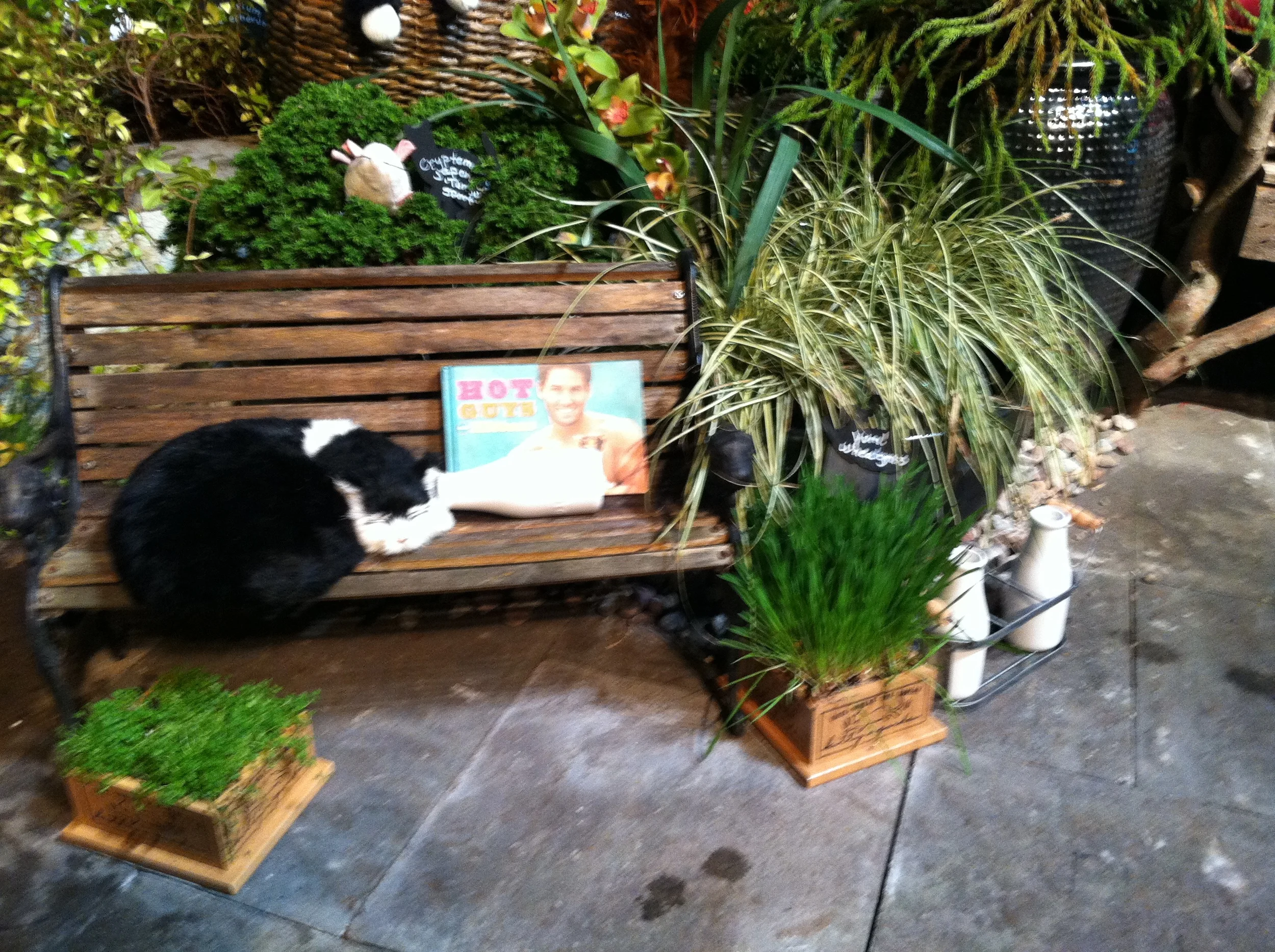  This little fellow drank too much milk, ate too much wheat grass, and fell asleep reading his favorite book, "Hot Guys with Kittens."&nbsp; We figured we needed at least one transient sleeping on a bench to get that authentic New York feel.&nbsp; No