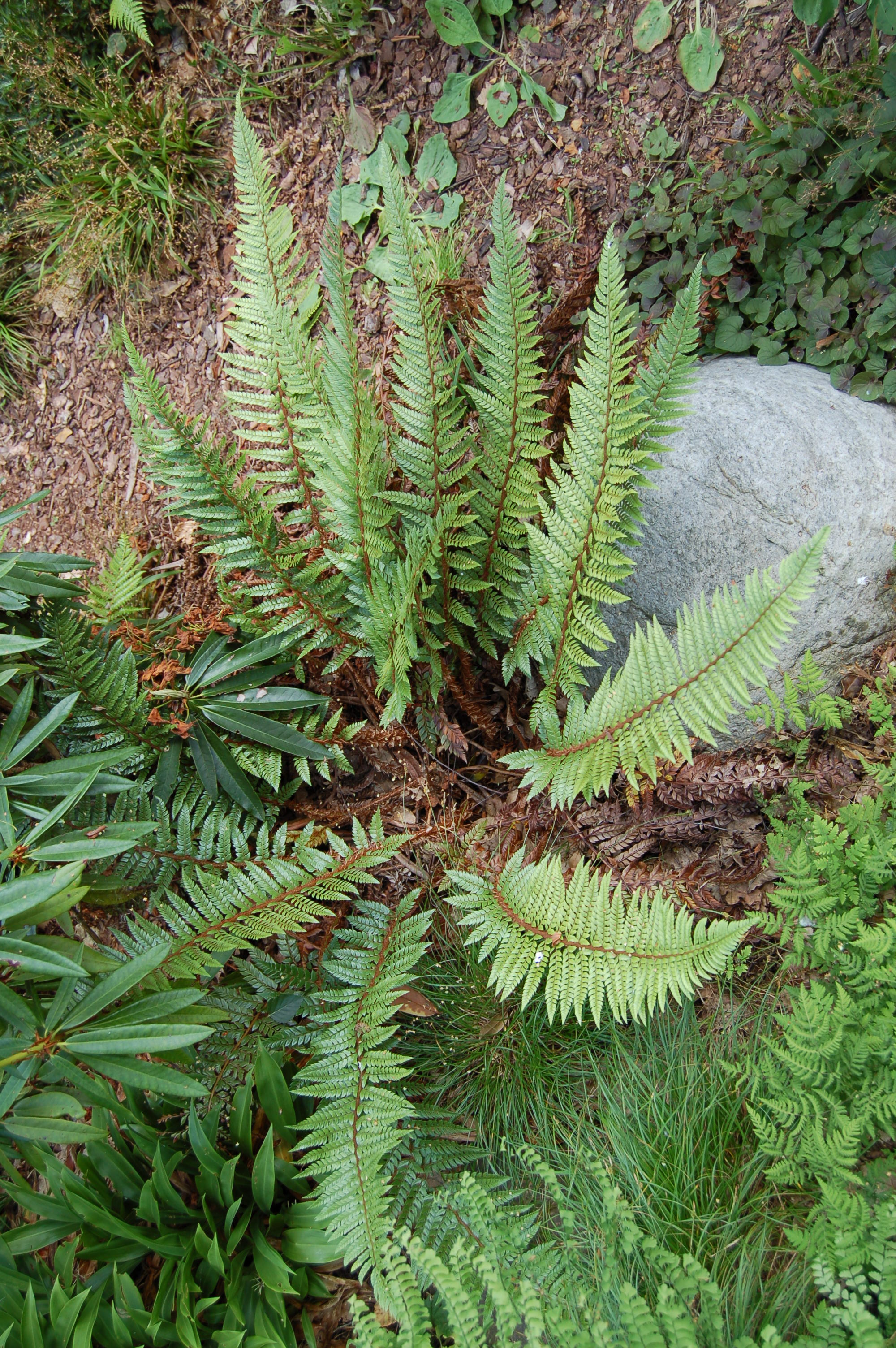 Polystichum neolobatum lowland.JPG