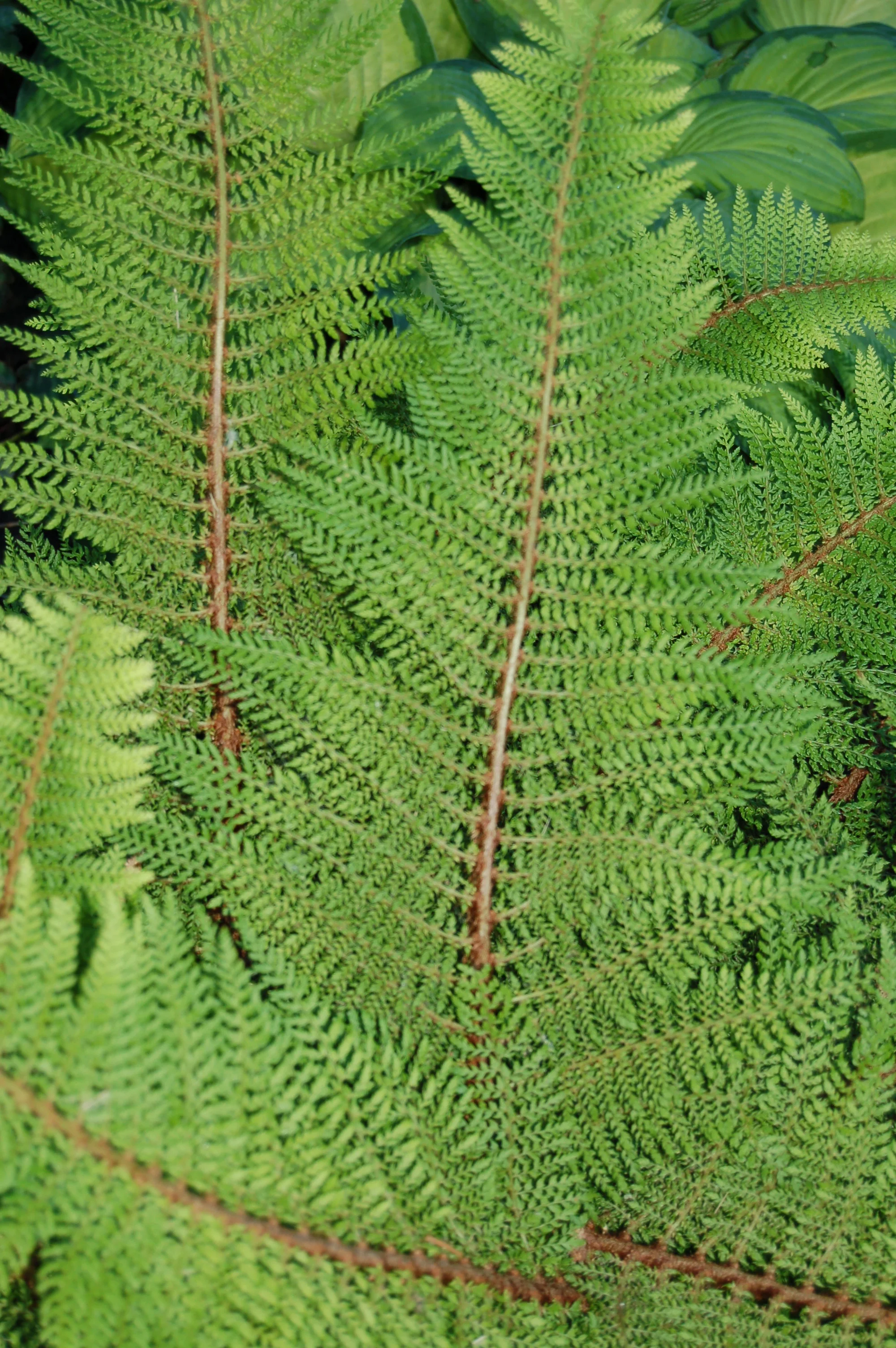 Ps Divisilobe close.JPG