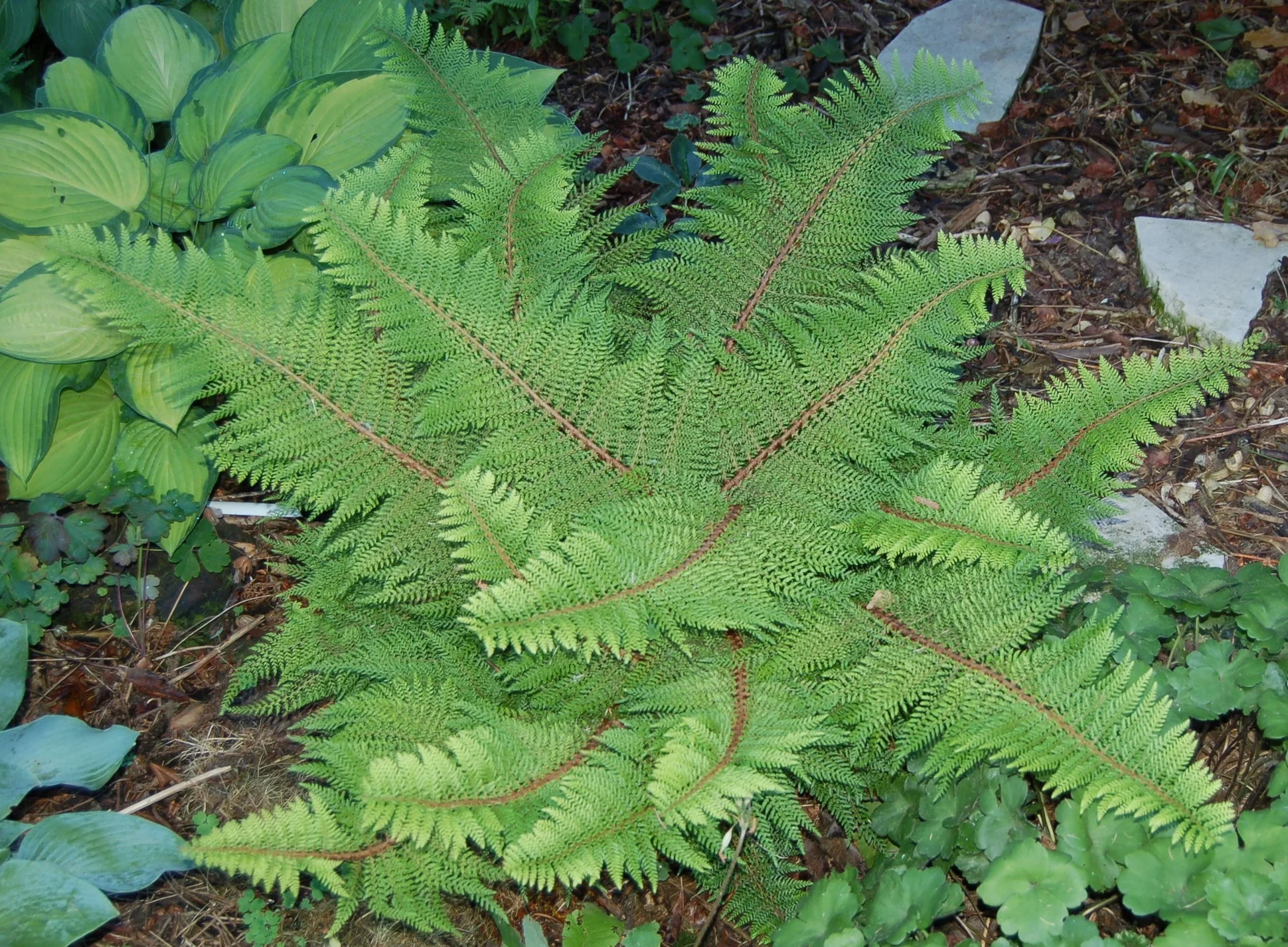 Soft Shield Fern (Polystichum setiferum) — Fancy Fronds Nursery