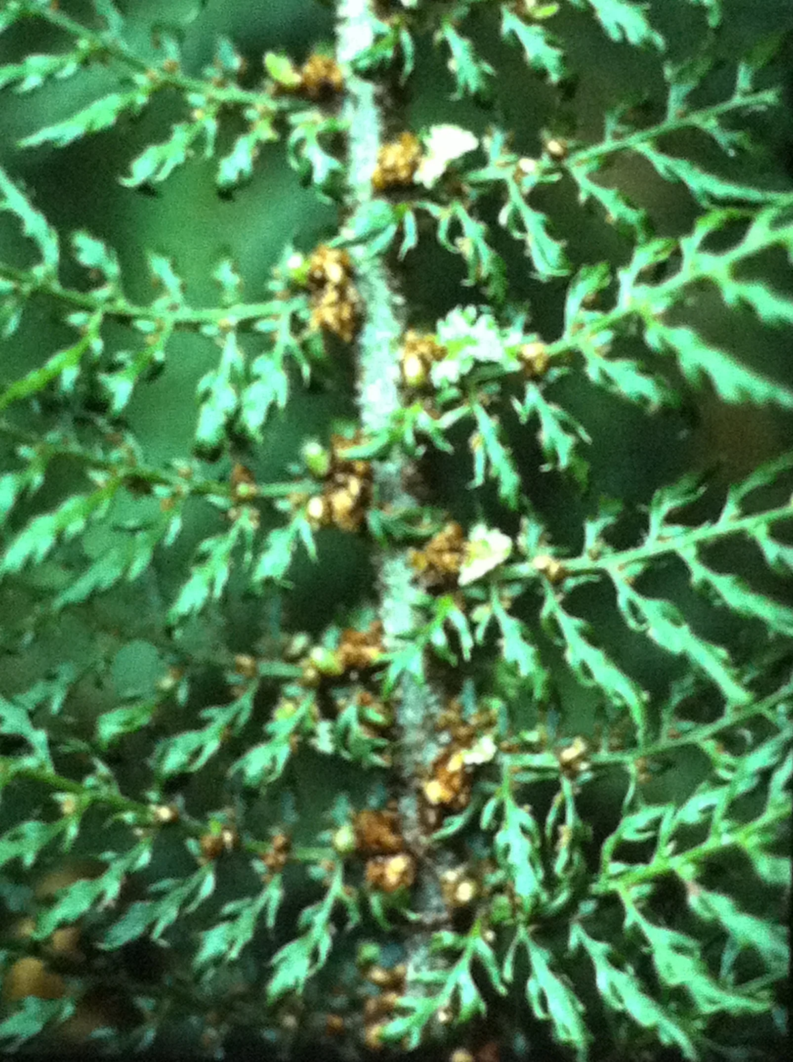 P. s. Div bulbils.jpg