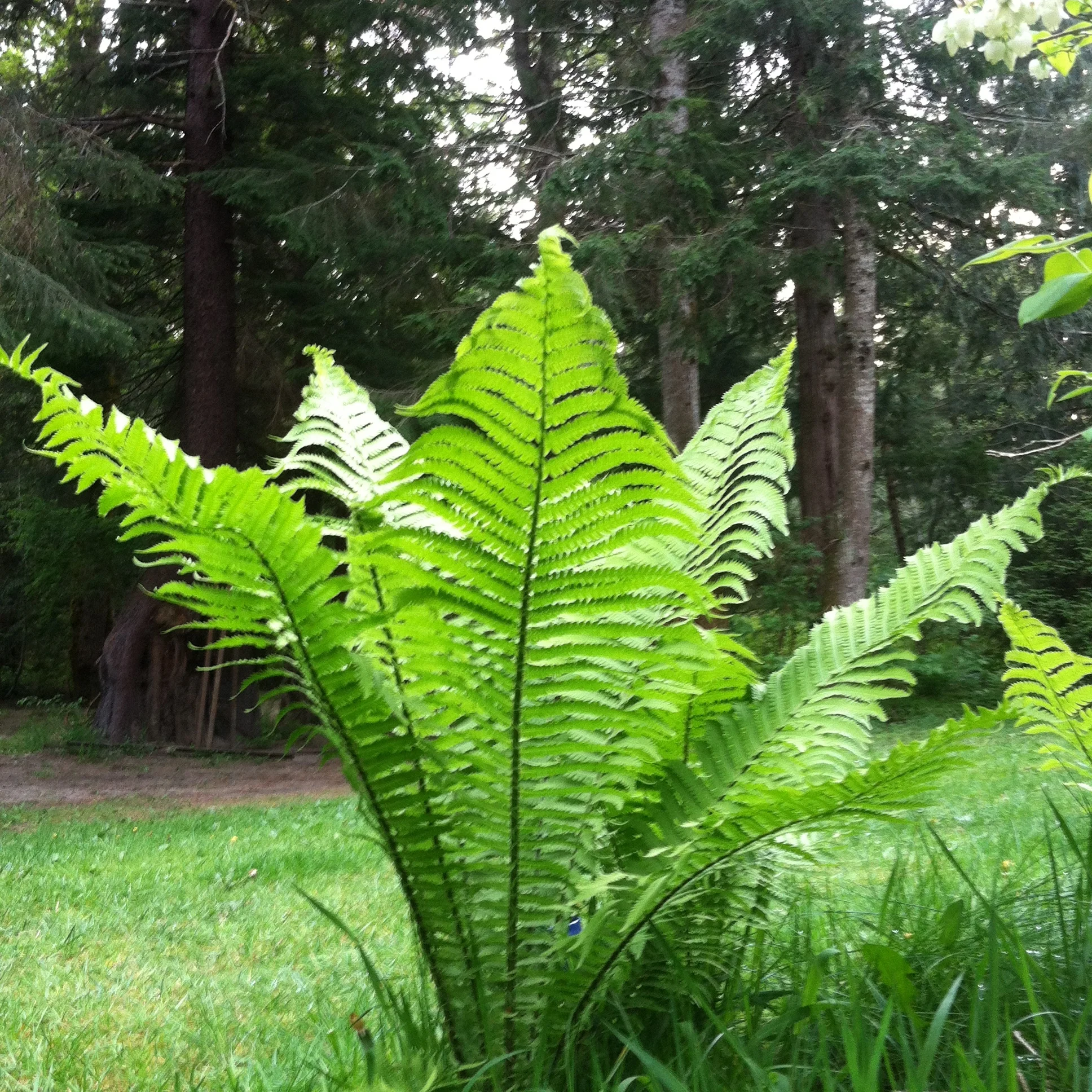Giant Ostrich Fern (Matteucia struthiopteris 'Jumbo') — Fancy Fronds