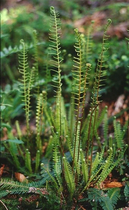 Blechnum spicant close spore.JPG