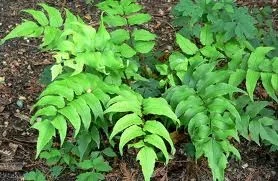 Cyrtomium fortunei var. clivicola.jpg
