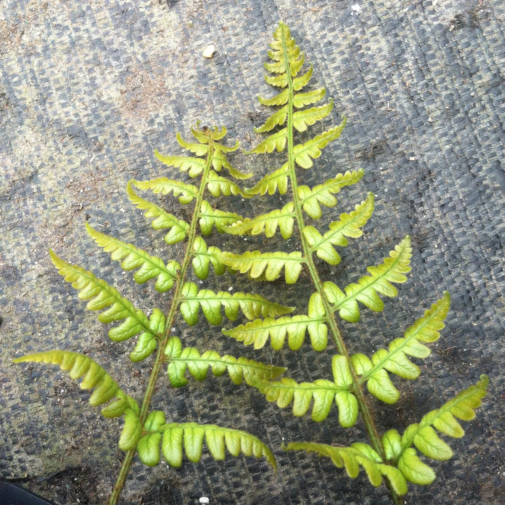 Dryopteris wallichiana subsp. nepalensis 'Molten Lava'.JPG