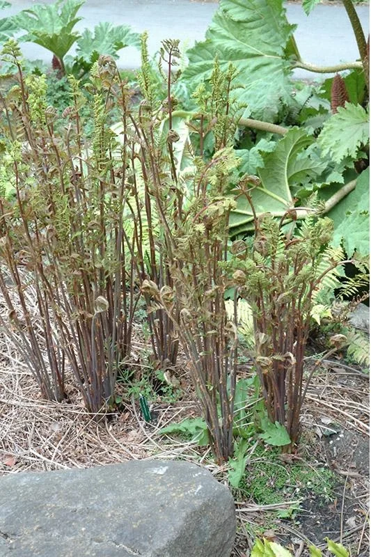 Osmunda_regalis_var_regalis_Purparescens_croziers.JPG