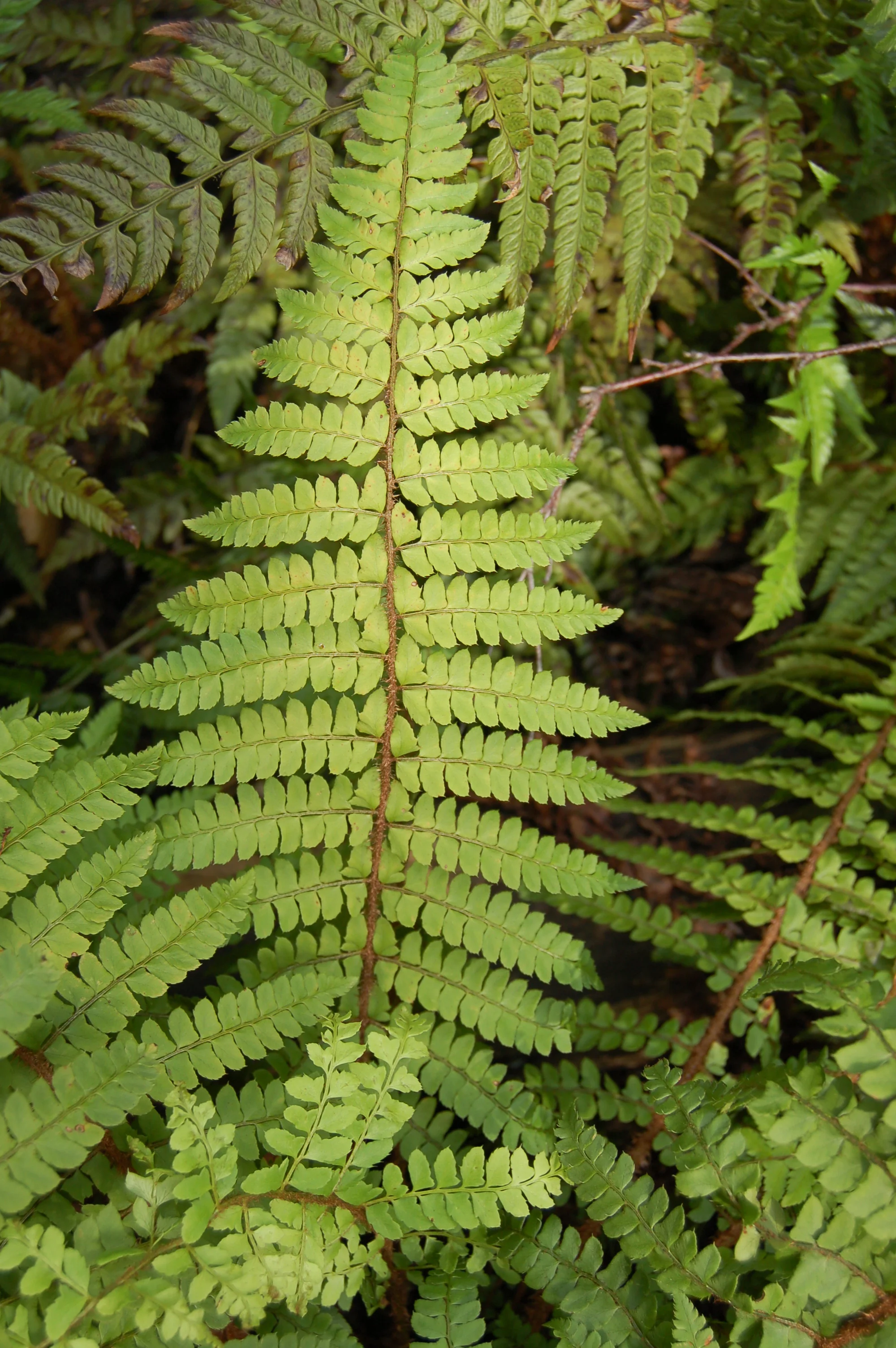 Polystichum pseudo-makino ifrond.JPG