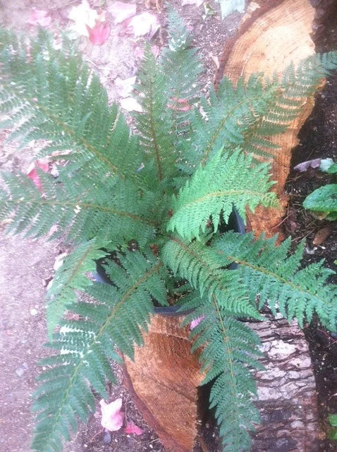Polystichum setiferum2.jpeg