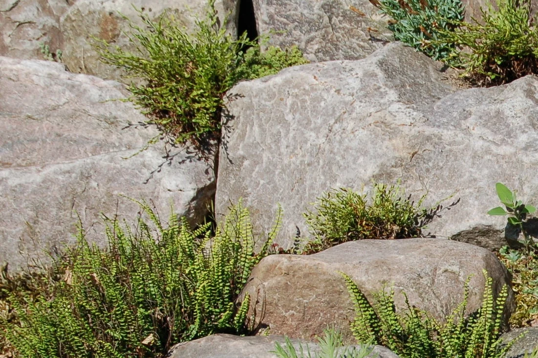 Asp trich wood poly in rocks.JPG