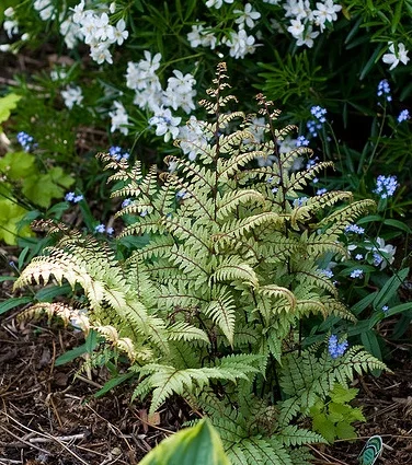 Athy oto garden.jpg
