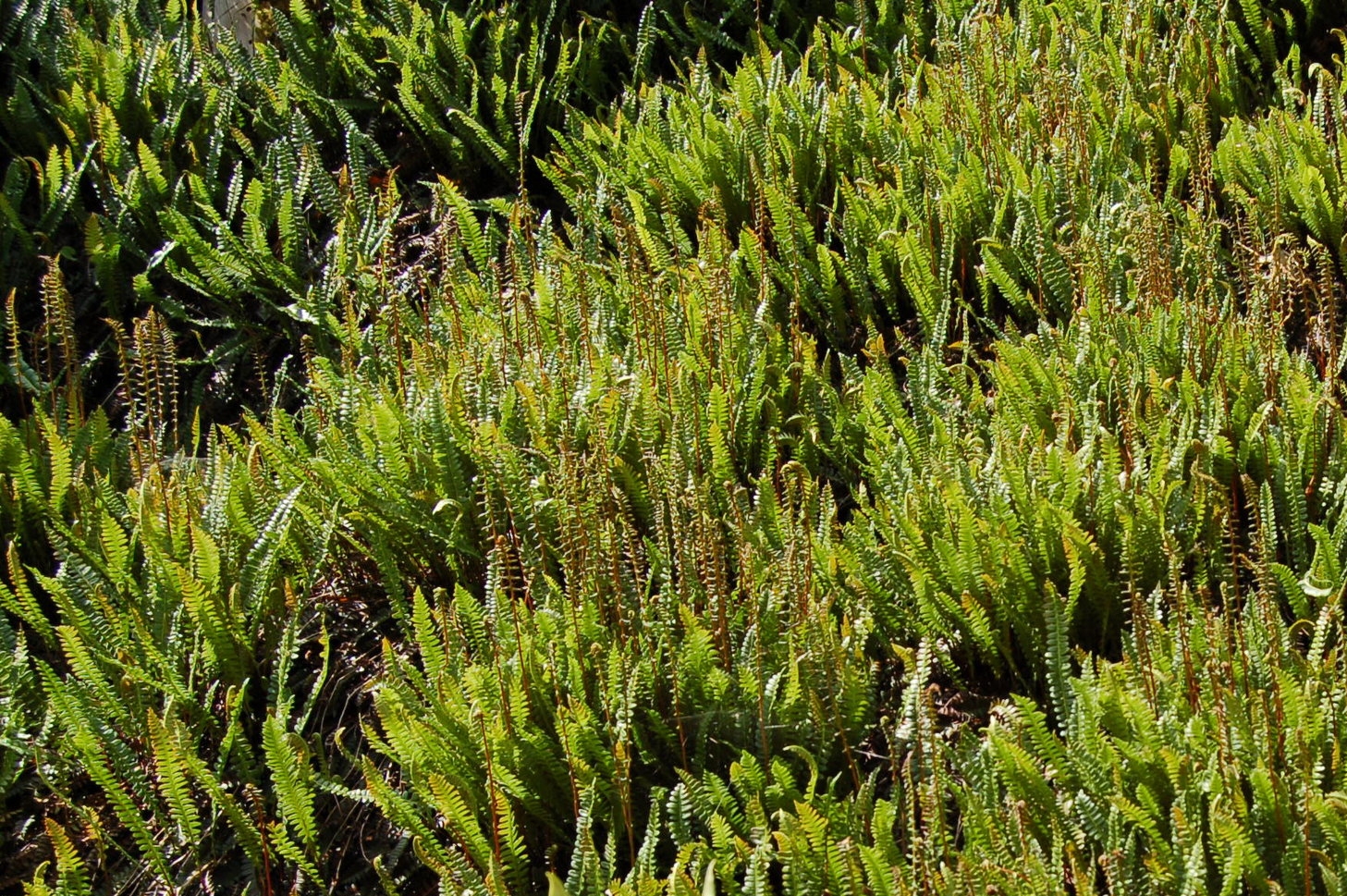 Blechnum penna-marina ssp. alpina, garden 1.JPG