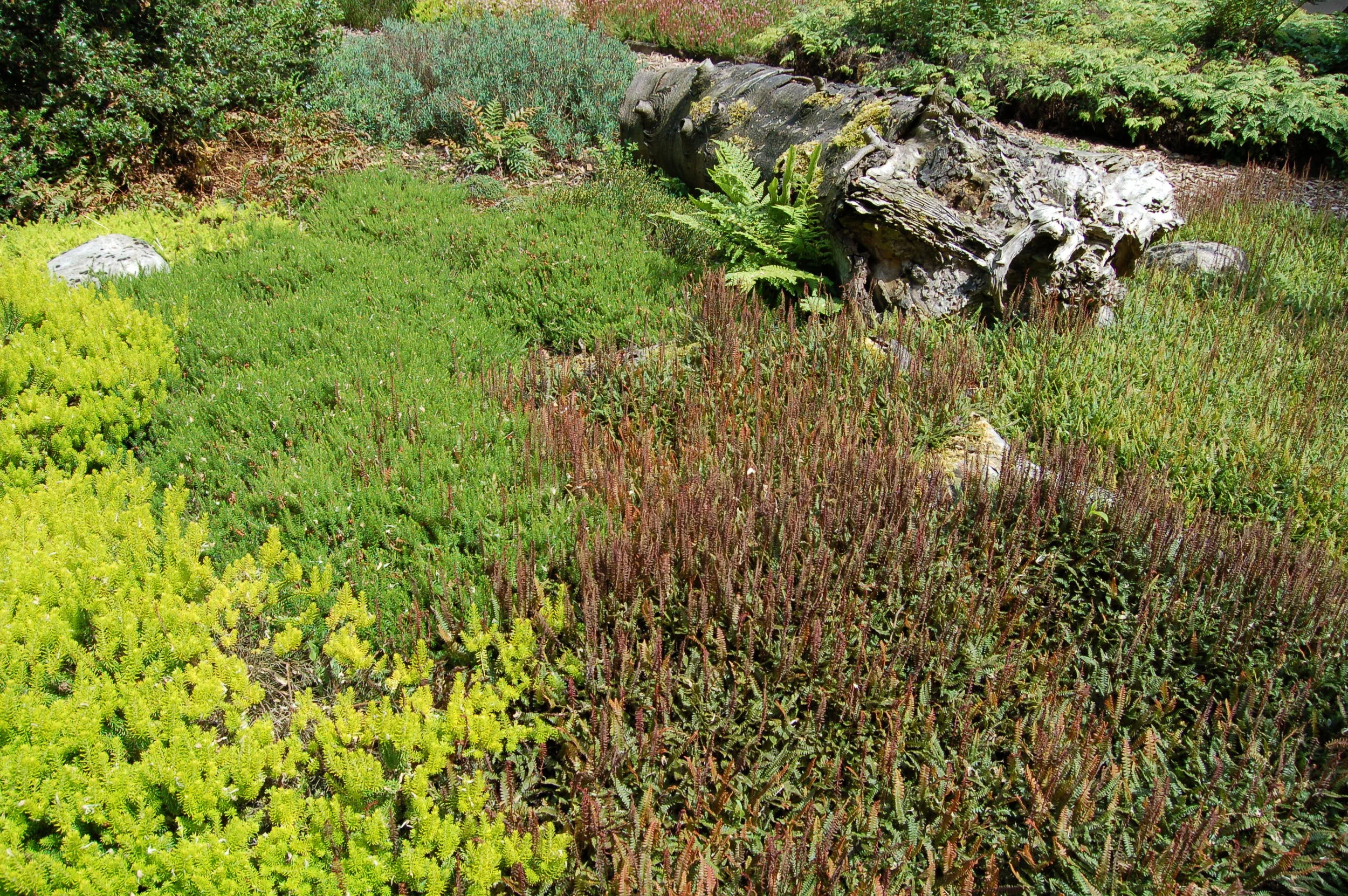Blechnum penna-marina ssp. alpina  garden 2.JPG