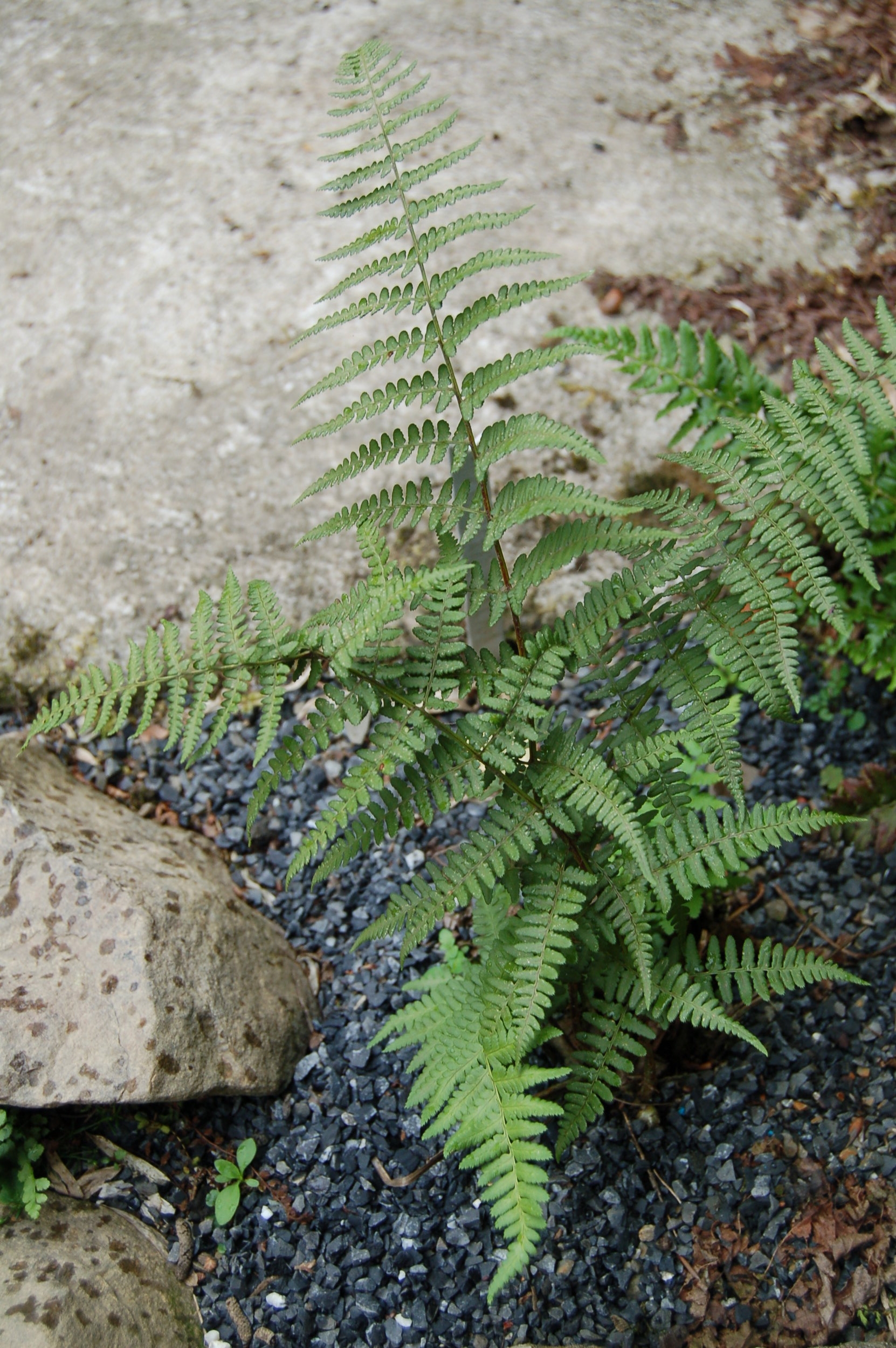 Dryopteris championii.JPG
