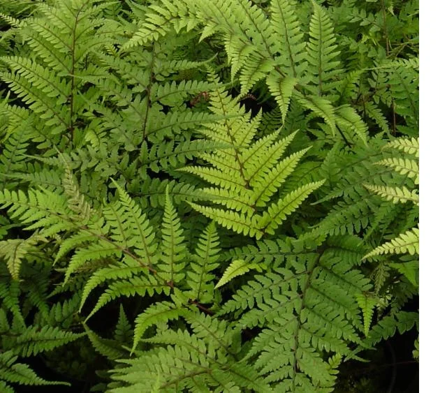 Athyrium otophorum close.jpg