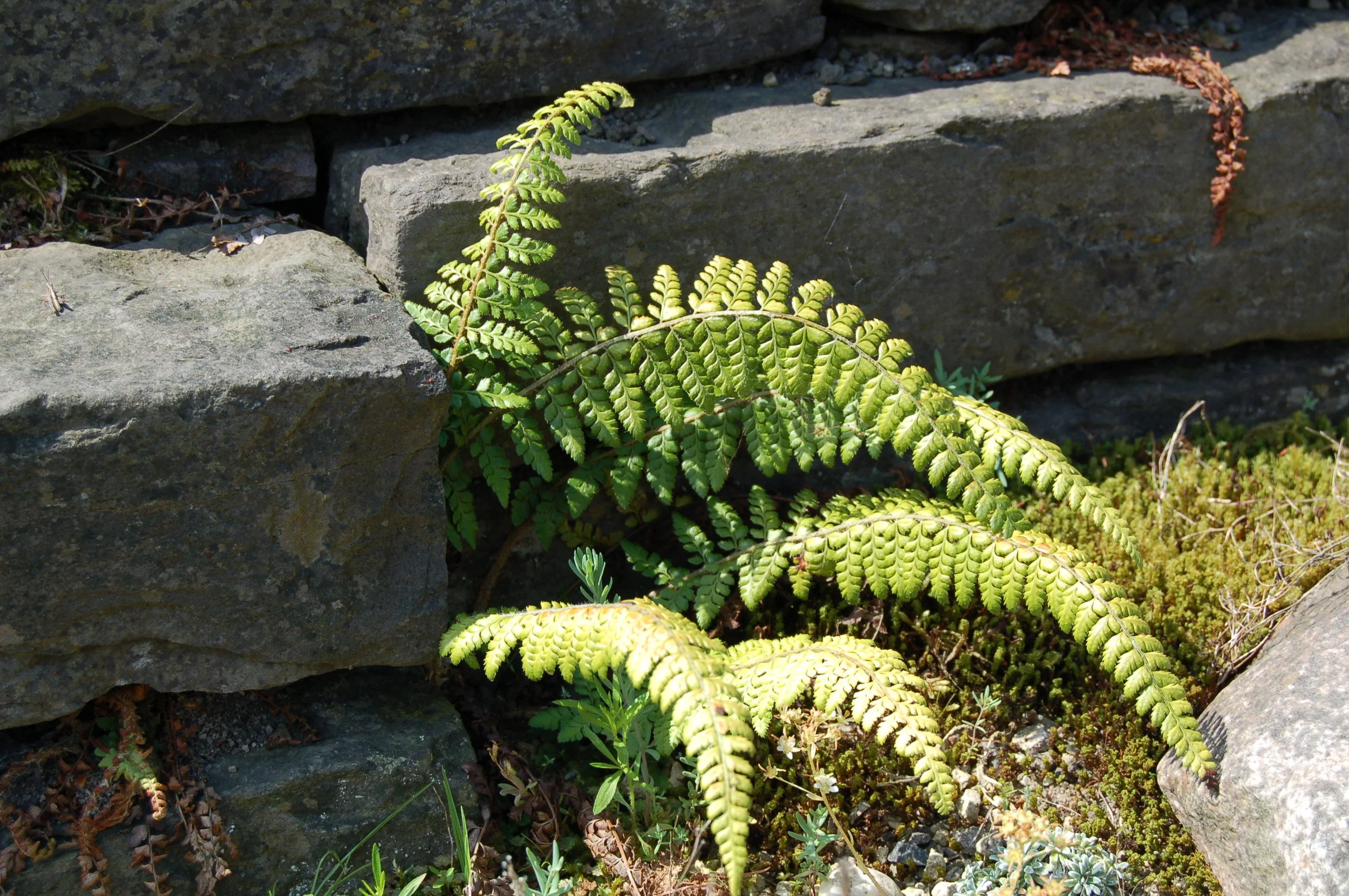 Polystichum braunii in rocks.JPG