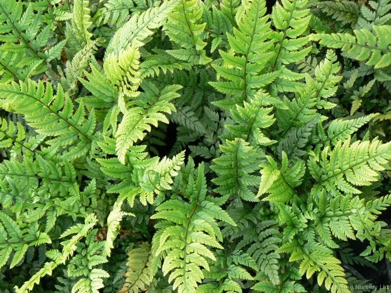 Polystichum tsus-simese close.jpg