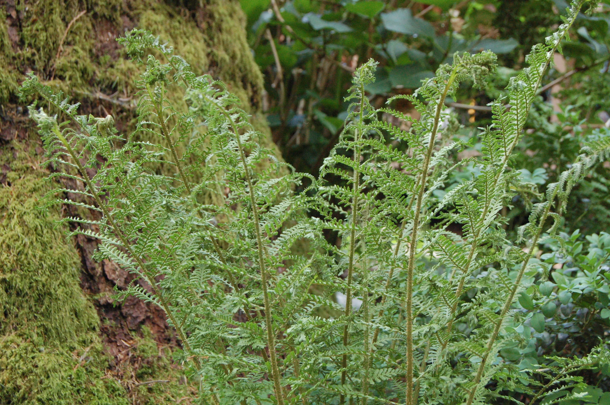 Slender Crested Male Fern (Dryopteris filix-mas 'Linearis Polydactyla')