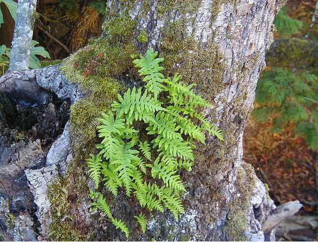 Polypodium glycyrrhiza on tree.jpg