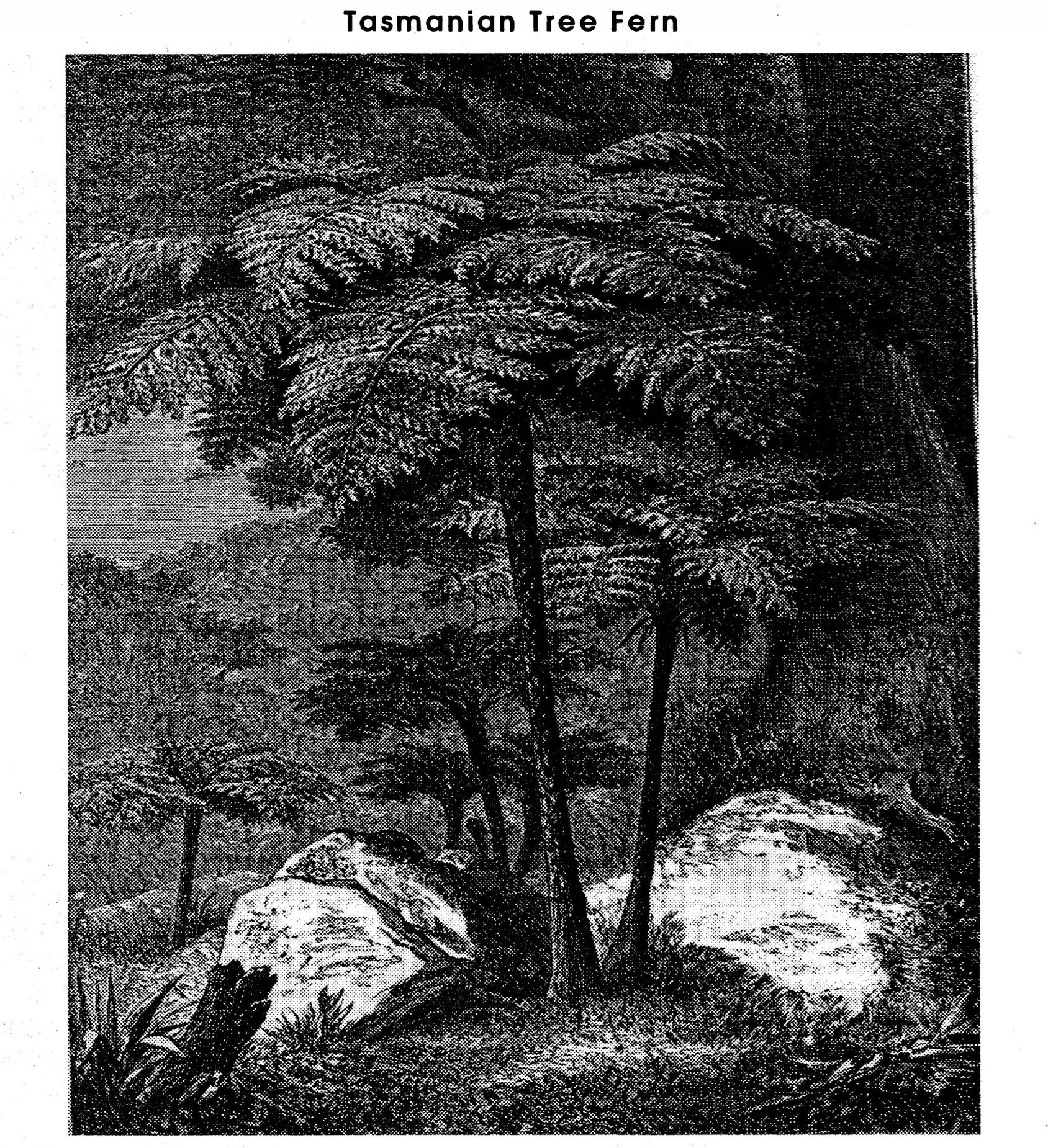 Tasmanian Tree Fern Lithograph.jpg