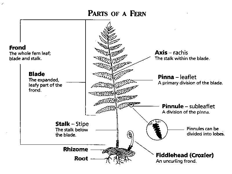 Parts of a Fern.jpg