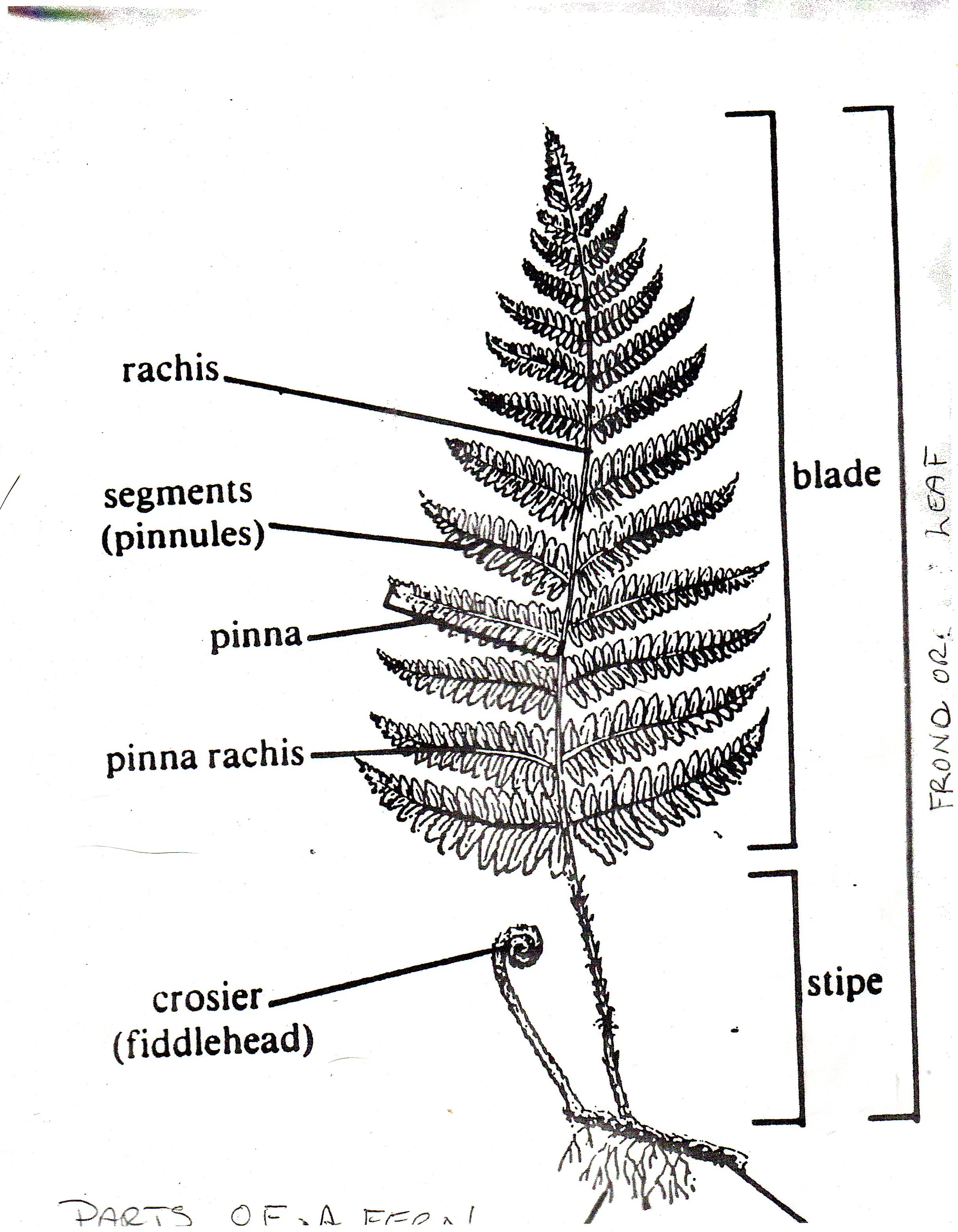 Fern Glossary Fancy Fronds Nursery