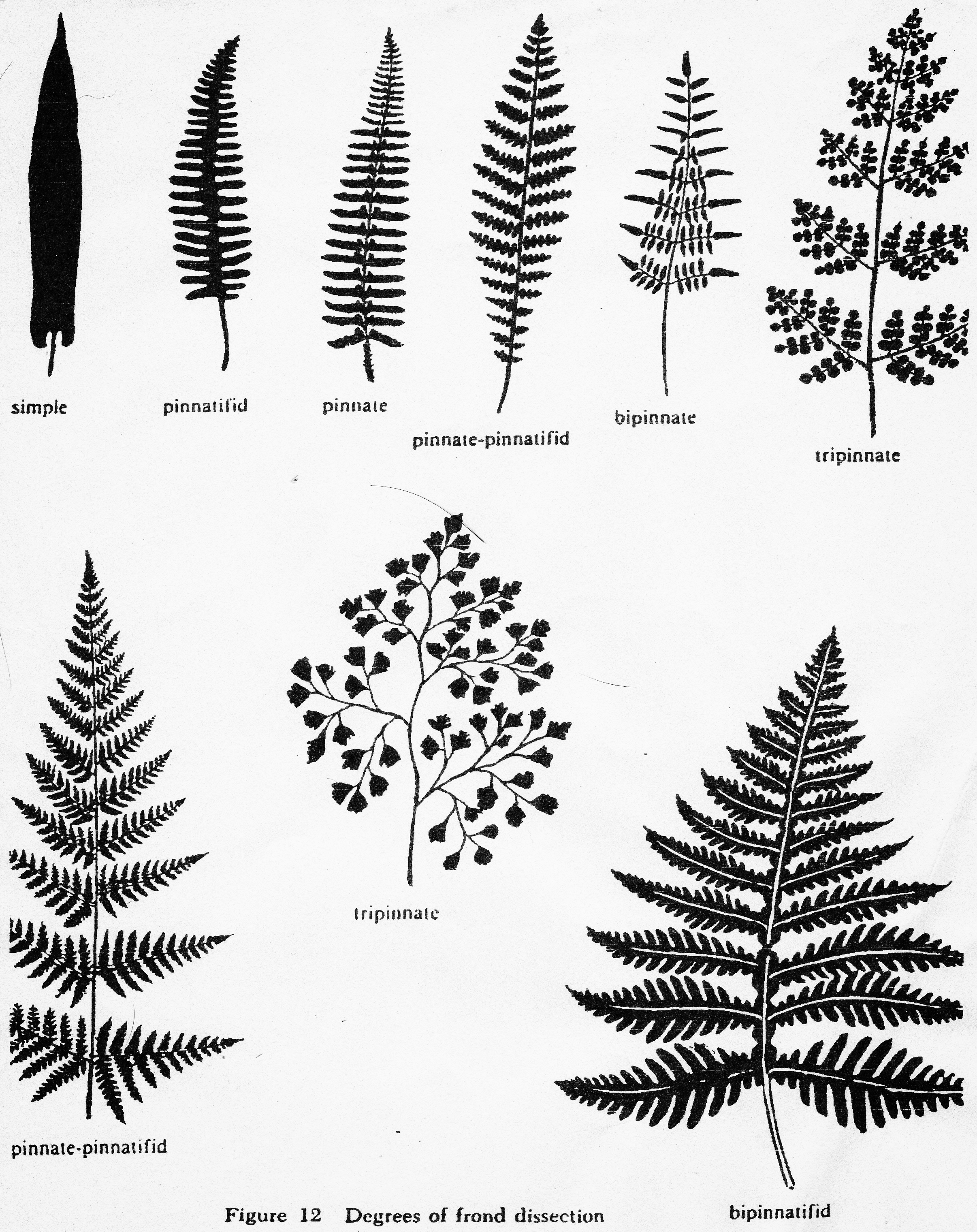 Degrees of frond dissection.jpg