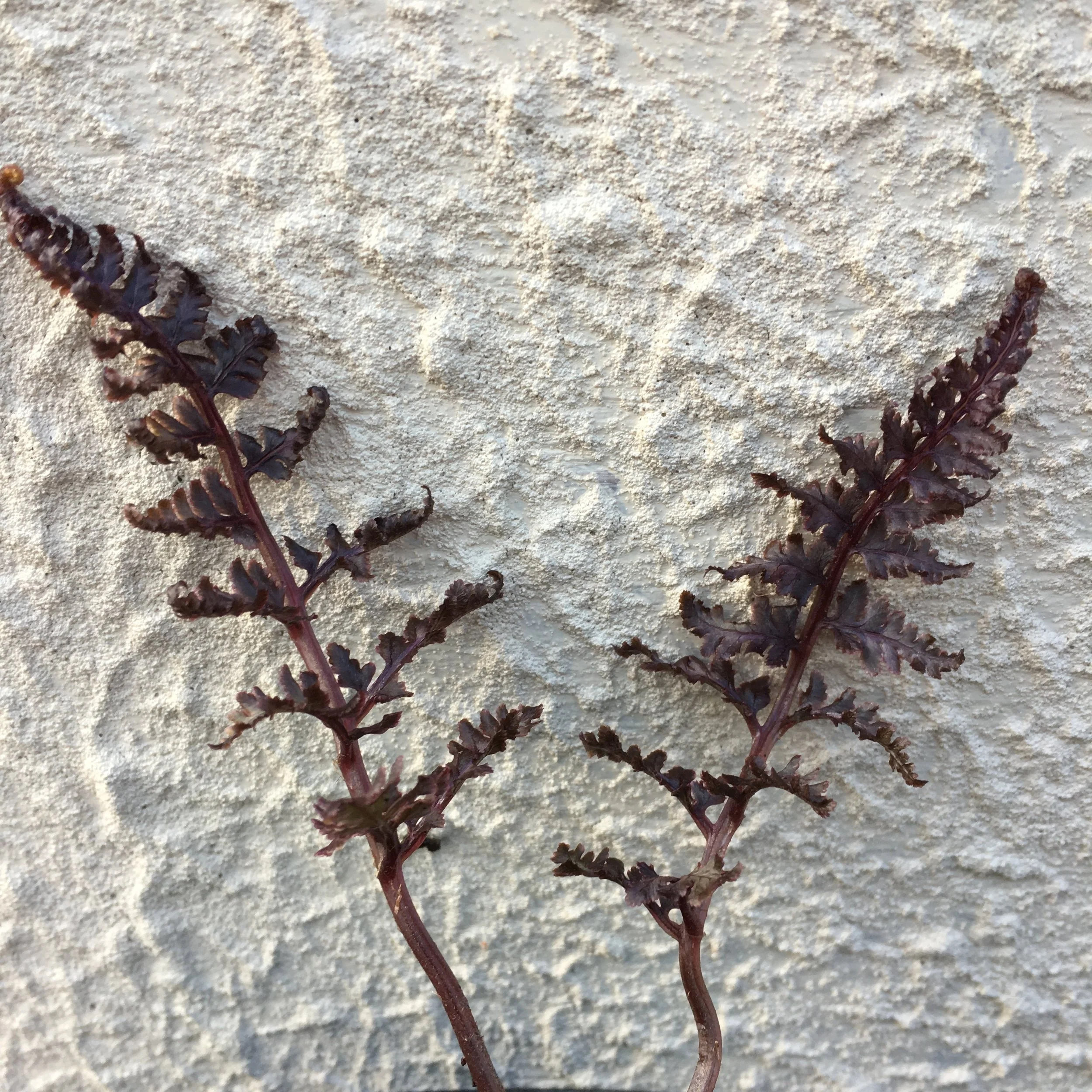 Athyrium niponicum 'Burgundy Lace' (2).JPG
