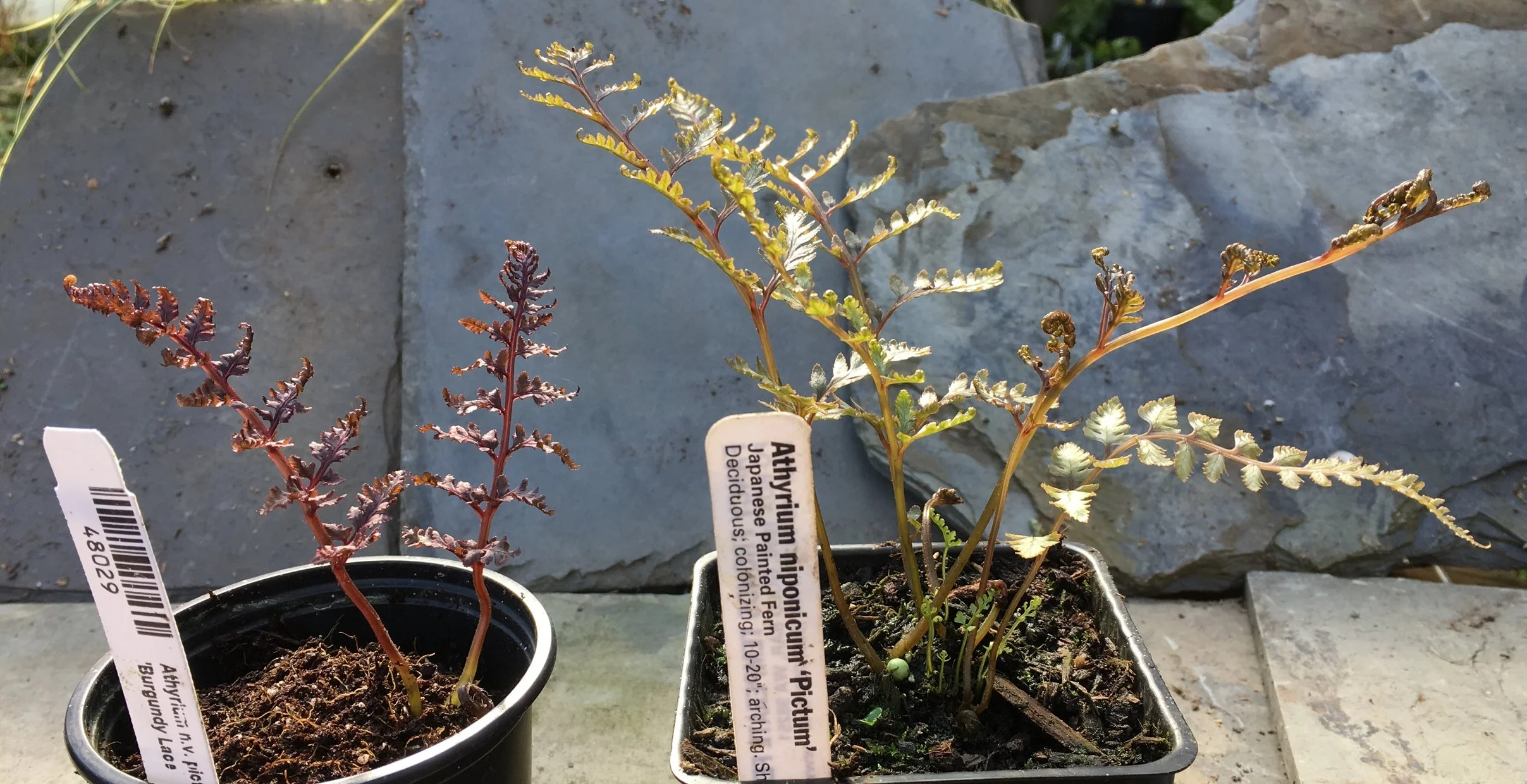 'Burgundy Lace' vs. 'Pictum', new growth