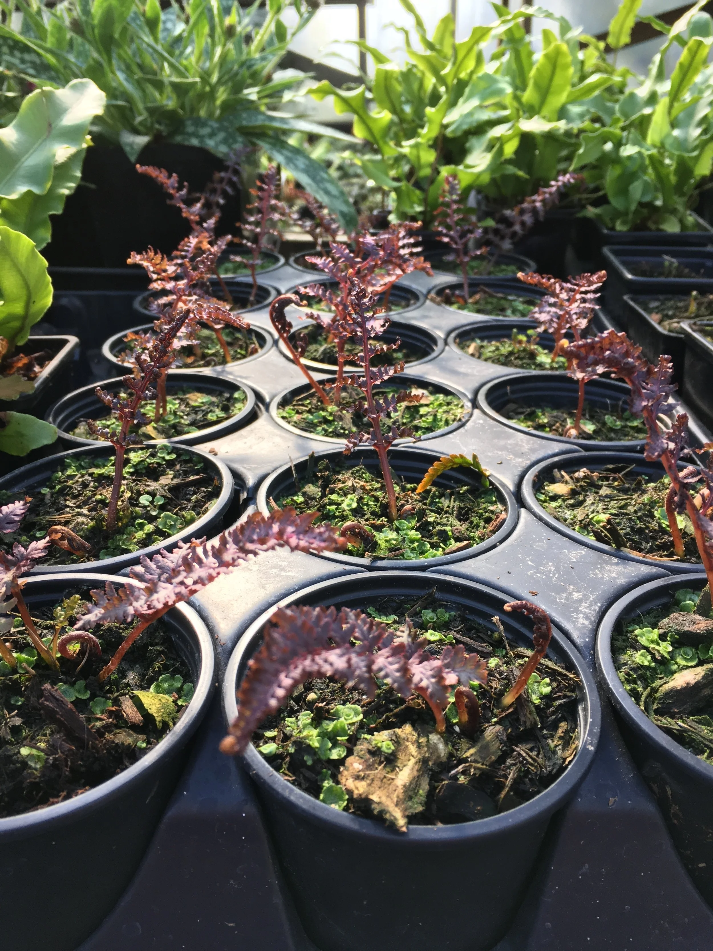 Athyrium niponicum 'Burgundy Lace' (6).JPG