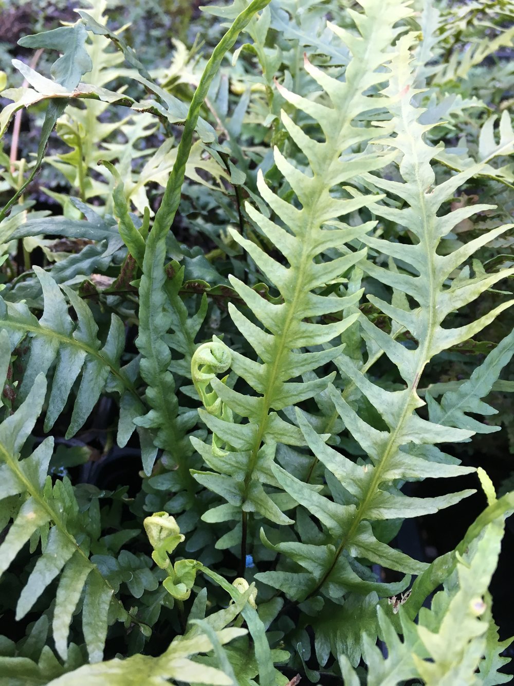 Dragontail Fern (Asplenium x tutwilerae [Asplenium x ebenoides]) — Fancy  Fronds Nursery