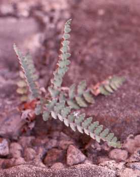 Astrolepis sinuata.jpg